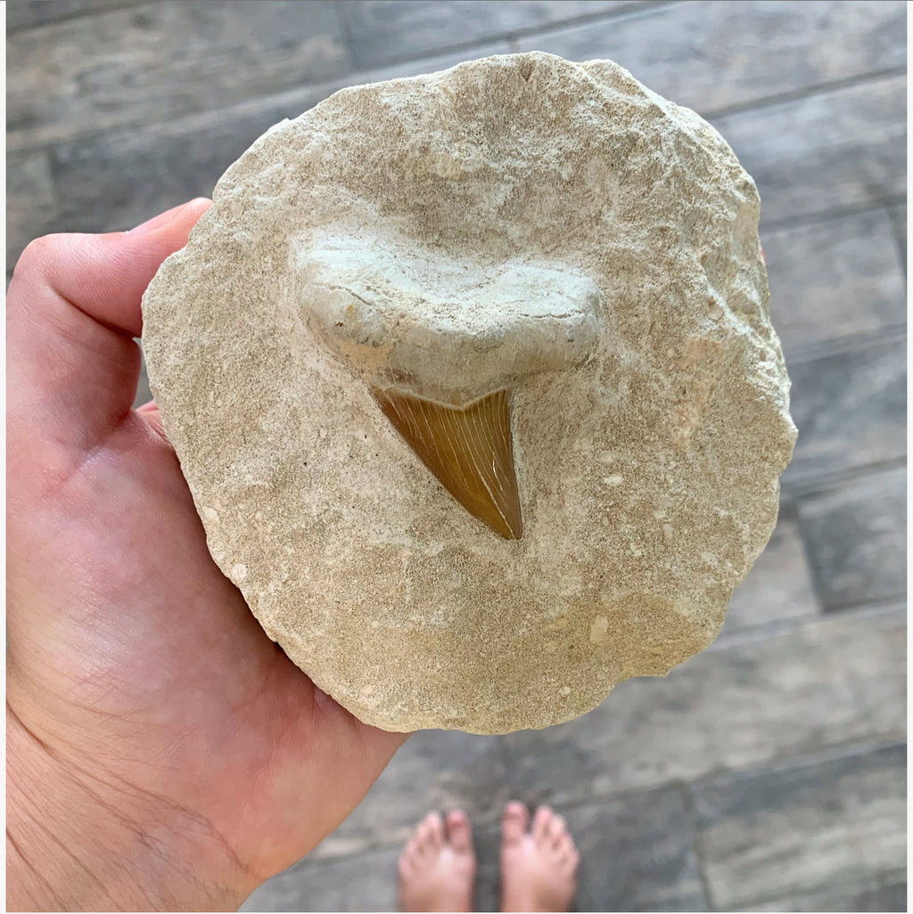 Fact vs. Fossil vs. Fiction