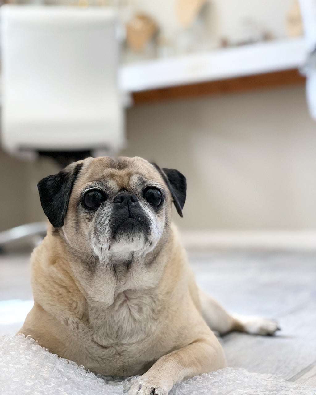 Pug dog deals shopping