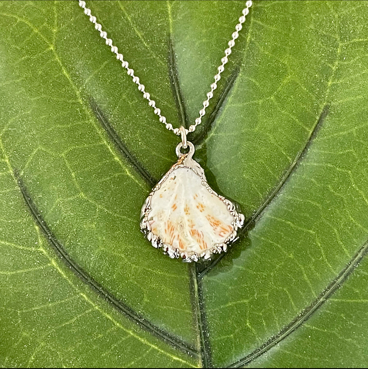 973-Cats Paw Shell Necklace