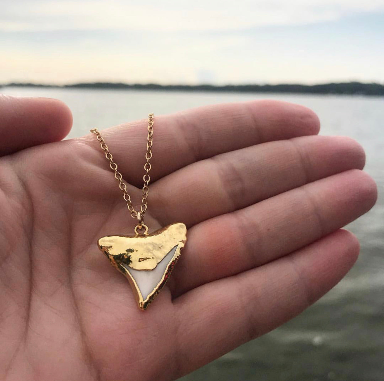 Buy Dainty Shark Tooth Necklace, Real Shark Tooth Pendant, Gold Shark Tooth  Necklace, Delicate Gold Necklace, Fossilized Shark Tooth Necklace Online in  India - Etsy